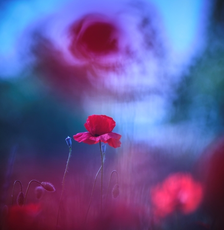 Fantôme de coquelicot