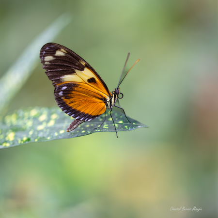 Papillon 2