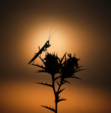 Au soleil couchant