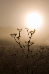 Matin brumeux (x3)