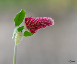 fleur de trèfle