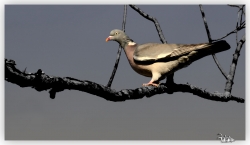 Un pigeon ramier.