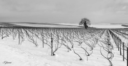 sur le vignole