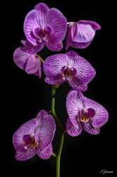 orchidée
