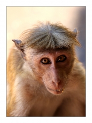 Le singe