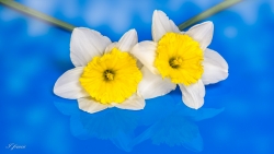 Narcisse