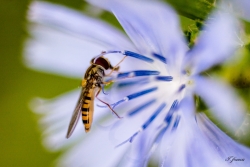 syrphe