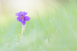 Petite violette