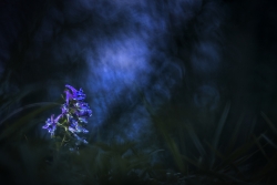 Corydalis cava