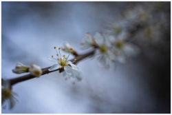 Un petit air de printemps...