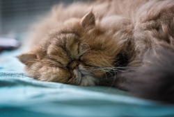 La sieste