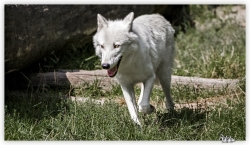 Loup blanc