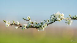 printemps