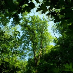 Photo d’inscription N°2 - 600px Le  printemps des  arbres # SAM_4382.jpg