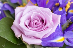 rose