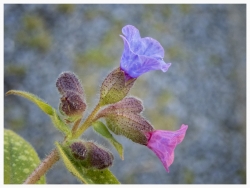 Pulmonaire officinale ...