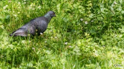 ho ! une paquerette
