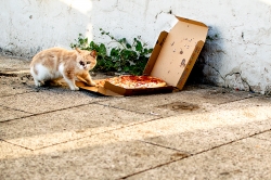 La dur vie d'un chat errant