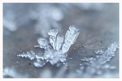 ICE Family