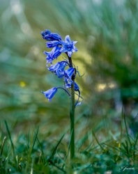 jacinthe