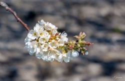 printemps