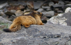 Marmotte du Zanskar (Himalaya)