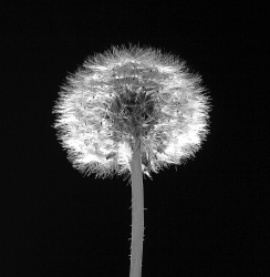 Dandelion