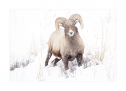 Mouflon