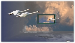 Cygnes dans le ciel.