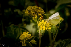 papillon