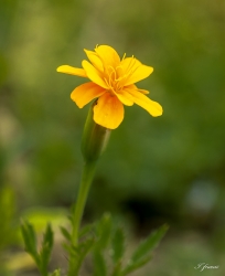jaune