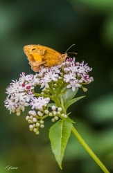 papillon perché