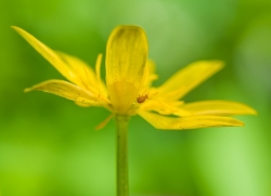 En jaune et vert (mini série)