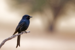 Drongo brillant