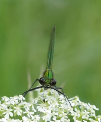 caloptéryx femelle
