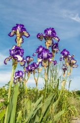 iris