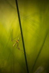 Tipules et prele ( 2 photos)