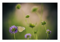 Ambiance violette et verte pour Gazé