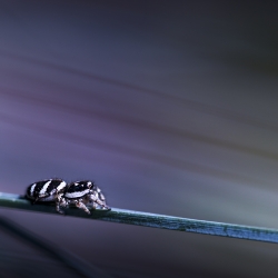 Salticus scenicus