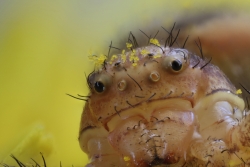 Pollinisation arachnoïde :-)