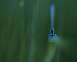 L'herbe bleue