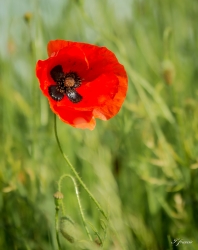 gentil coquelicot