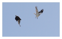 Conflit territorial