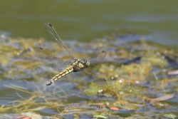 femelle d'Orthétrum reticulé