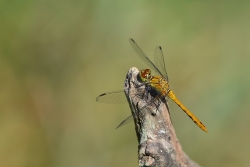 Sympetrum sanguineum