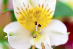 Photo d’inscription N°4 - 3 Macro copie.jpg