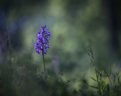 Orchis militaris ( série 6 photos)