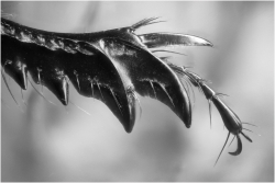 La griffe du diable