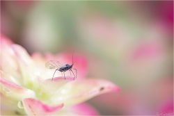 La vie en rose