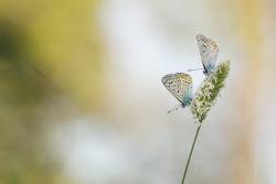 duo pastel
